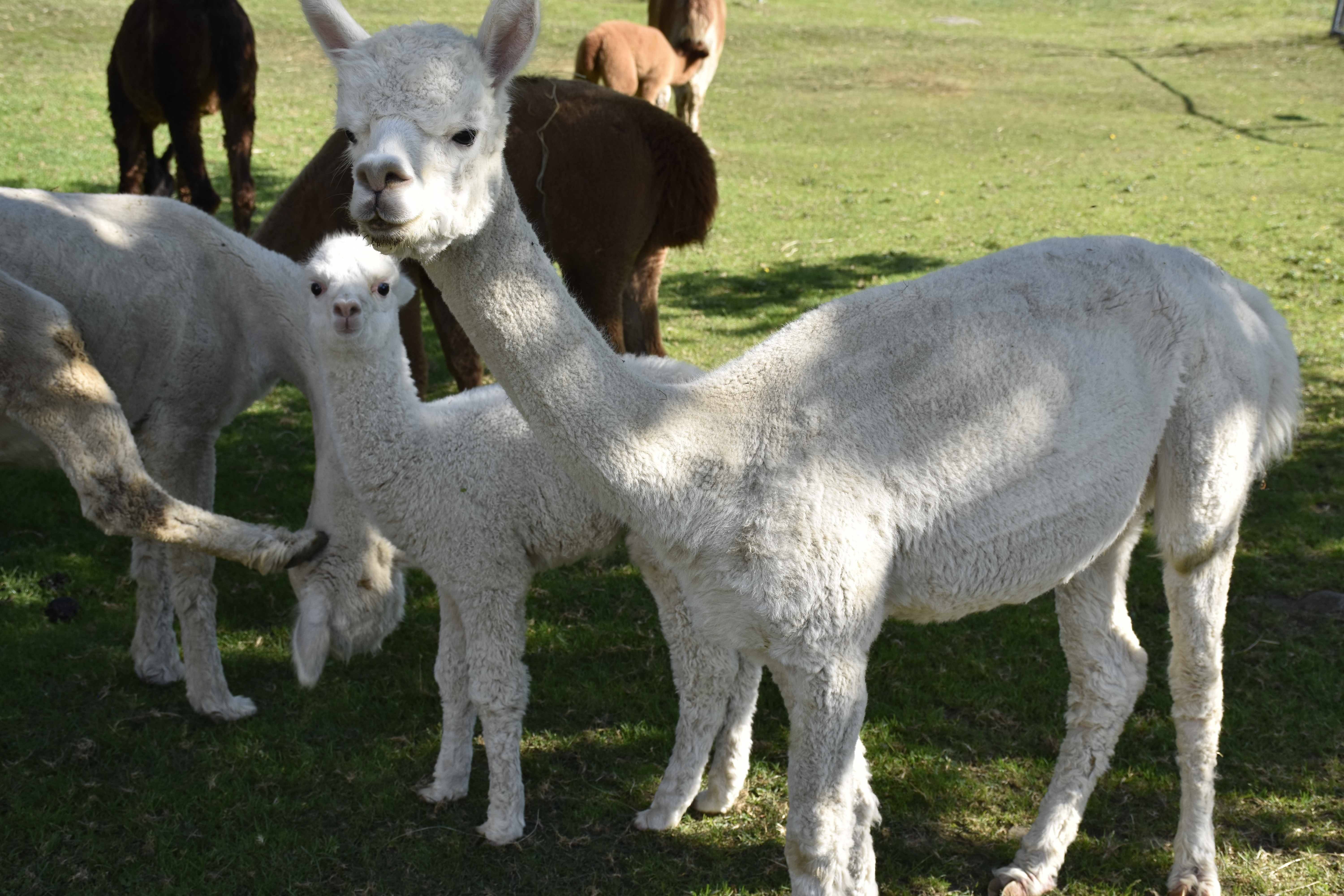 Vekraufen Stuten mit Cria